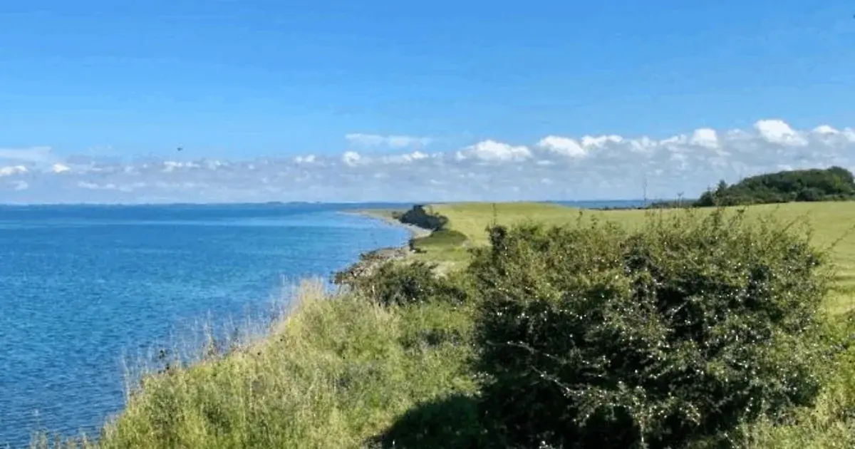 Kviktur ved Storebælt Klint
