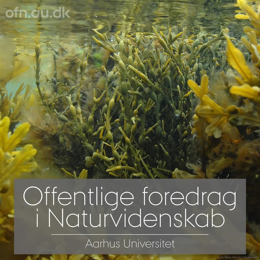 Tang (via livestream fra Aarhus Universitet)