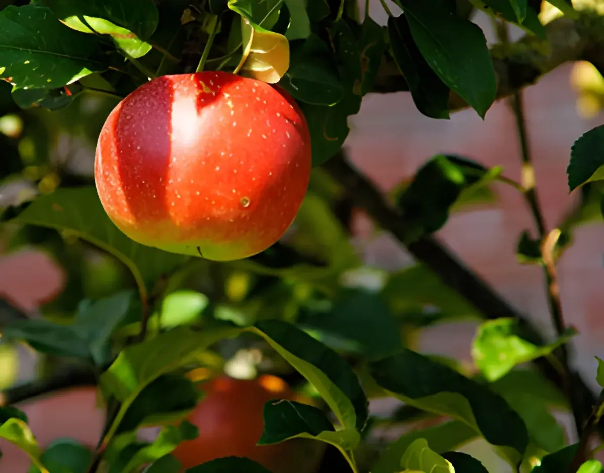 Red apple on a tree branch with green leaves