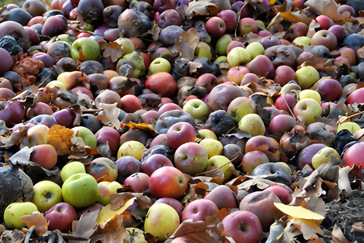 Pile of rotten fallen apples with dry leaves