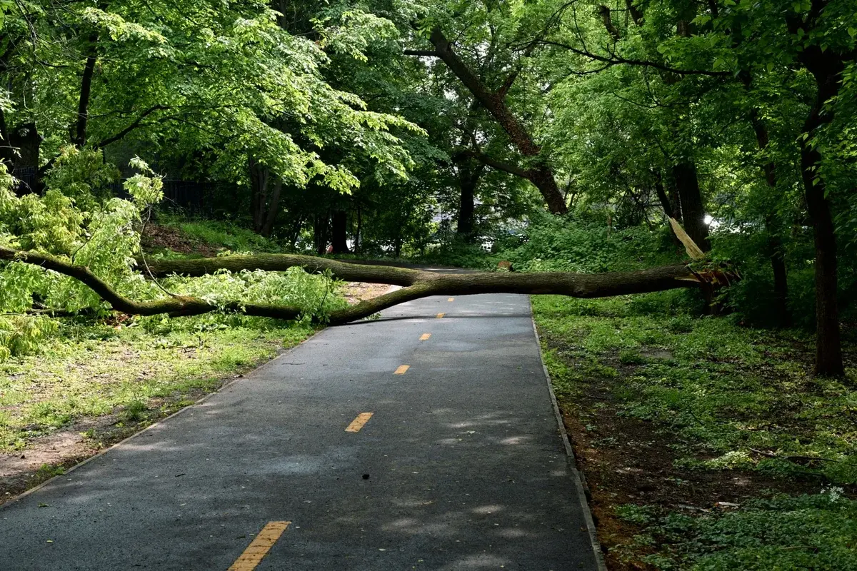A fallen tree blocks a paved path in a leafy park.