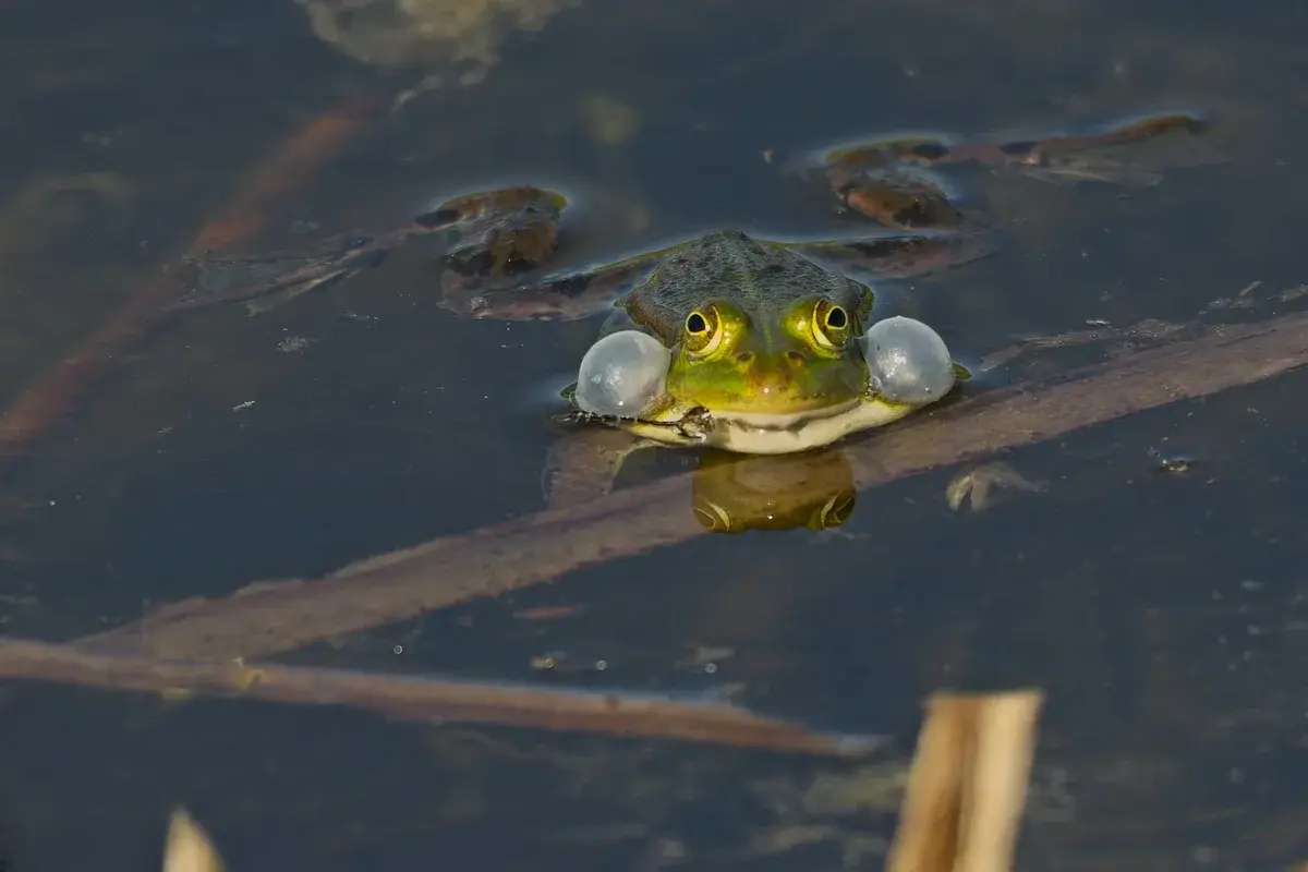 A frog floating in dark pond water with inflated vocal sacs.