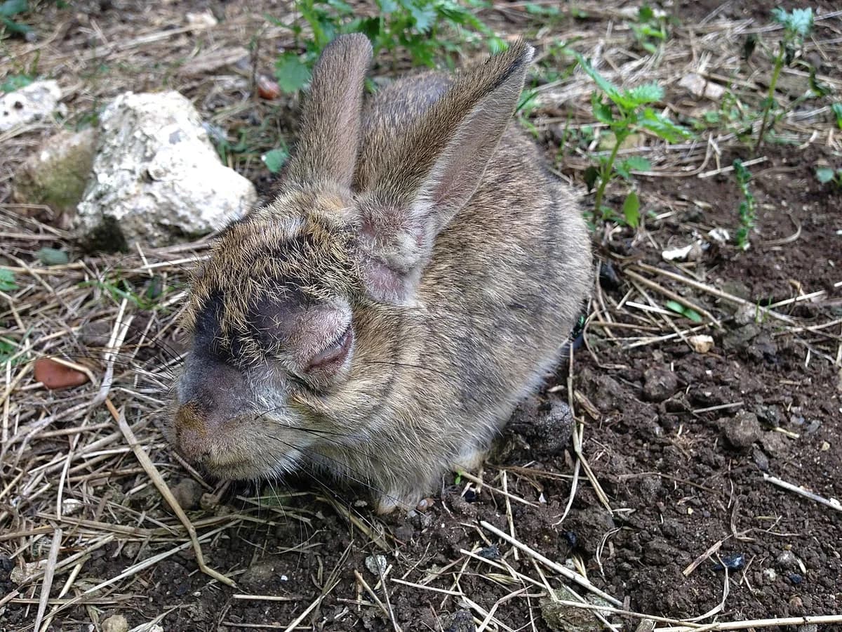 Young rabbit with swollen eyes and ears due to myxomatosis