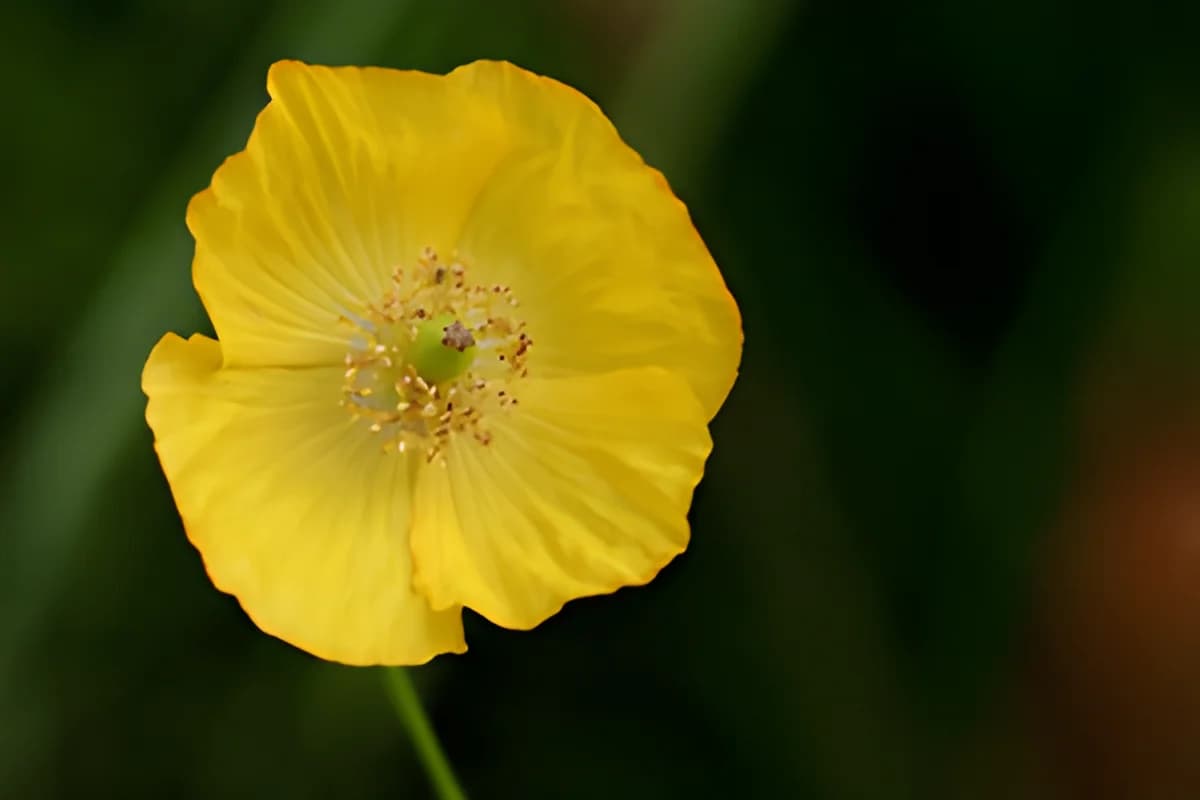 yellow poppy flower close-up