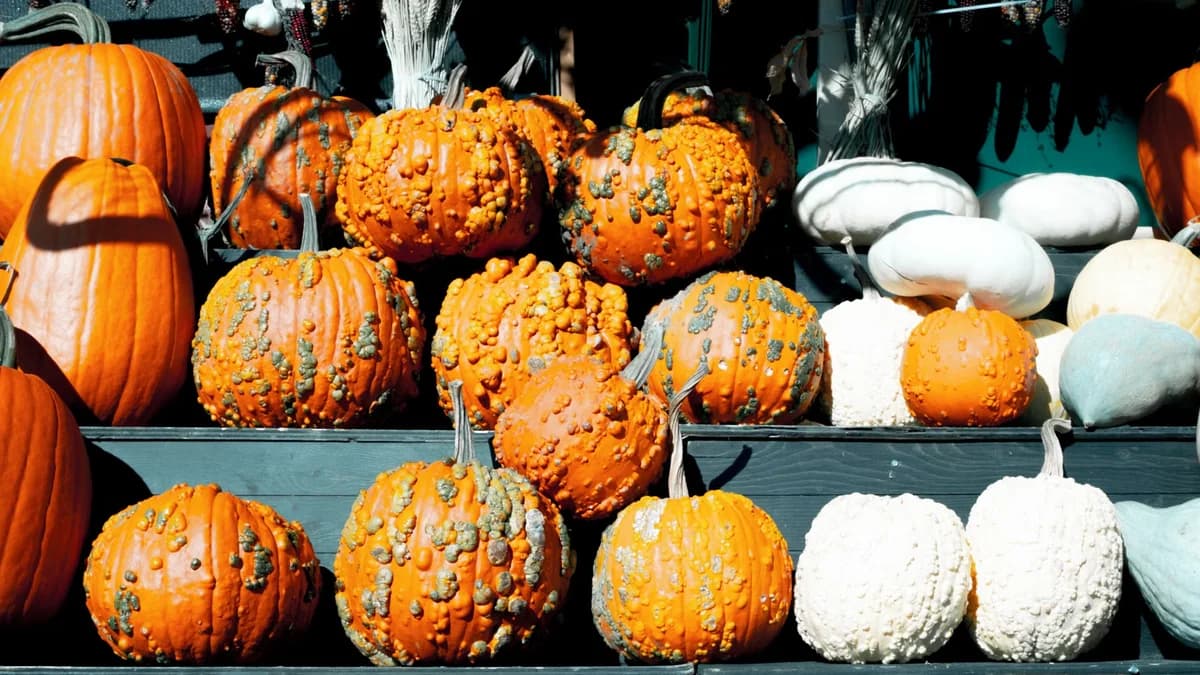 A display of colorful pumpkins and gourds arranged on shelves for autumn decoration.