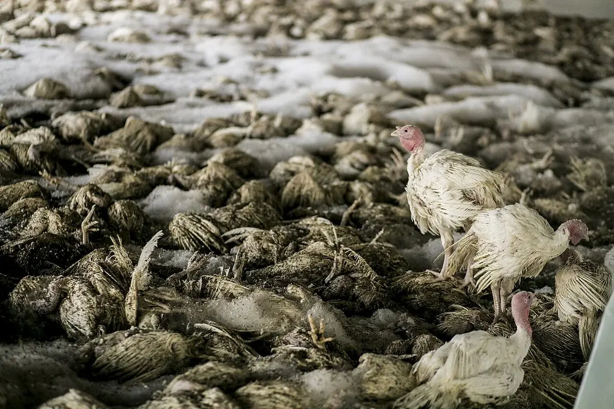 Dead and foam-covered turkeys inside a poultry barn during avian influenza depopulation.